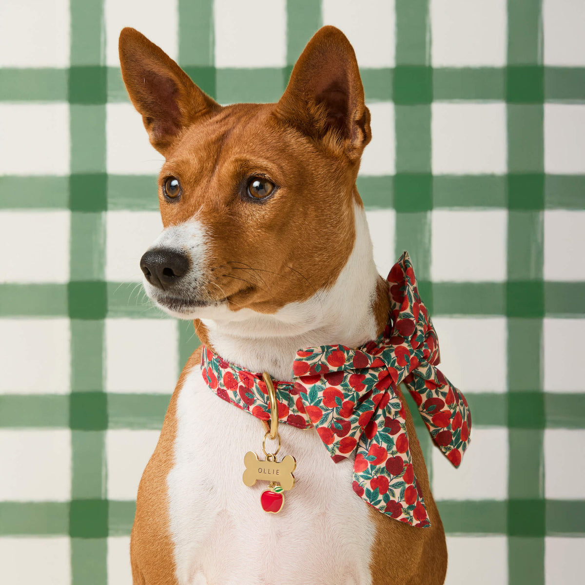 Apple of My Eye Lady Bow Collar