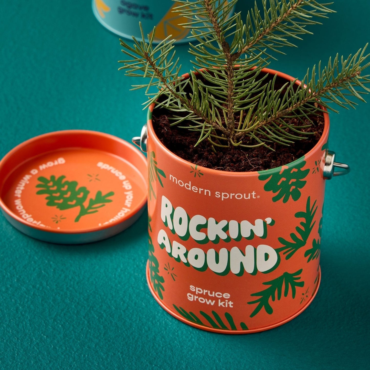 Seasonal Complimentary Colors Grow Kits