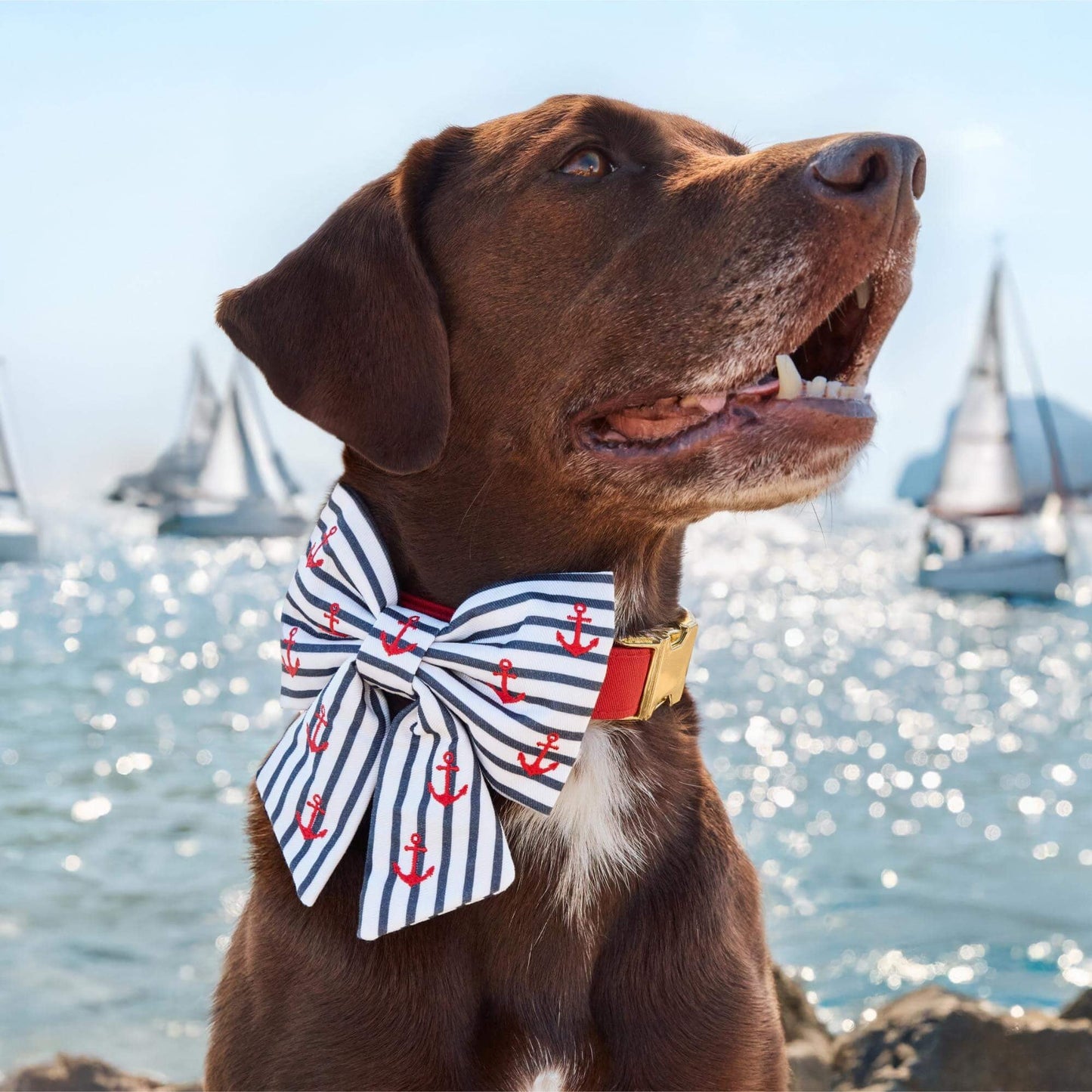 Anchor Embroidered Lady Bow Collar