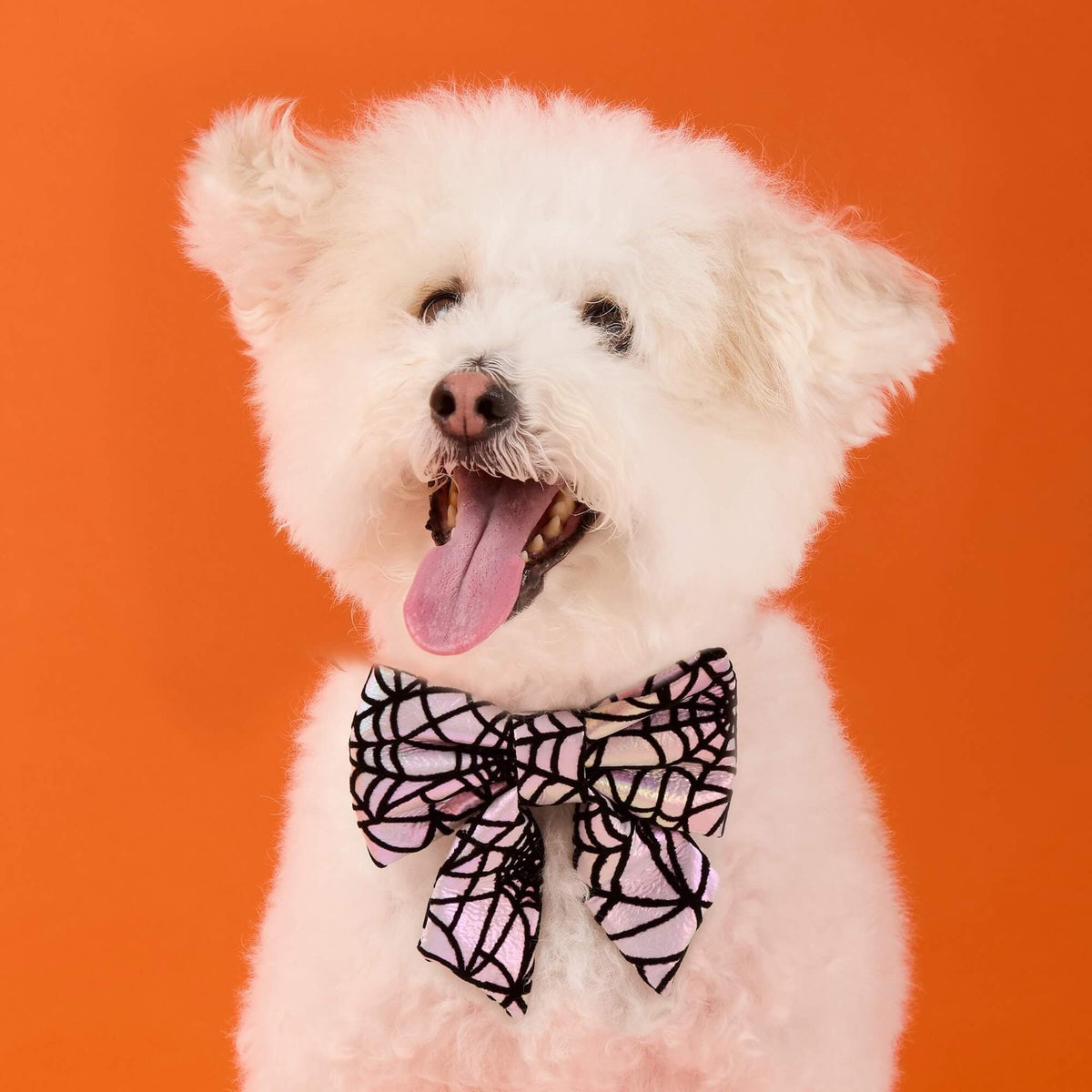 Holographic Spiderweb Lady Dog Bow